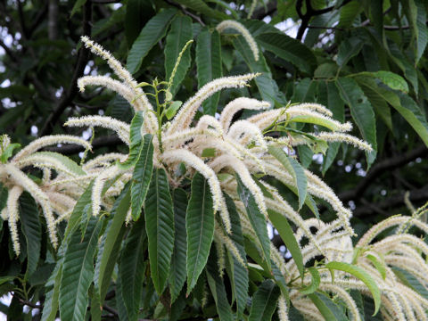 Castanea crenata