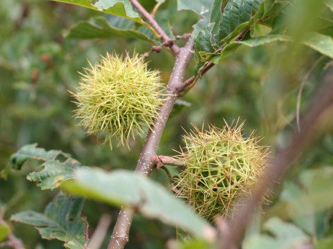 Castanea crenata