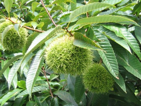 Castanea crenata