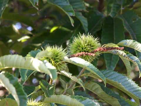 Castanea crenata