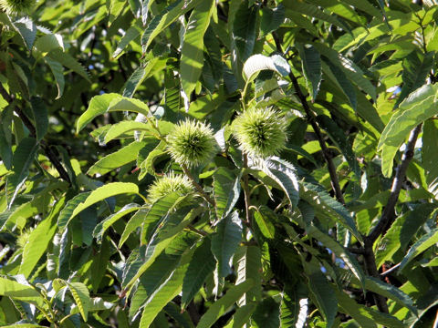 Castanea crenata