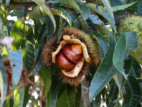 Castanea crenata