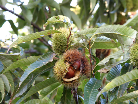 Castanea crenata