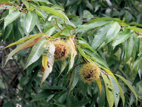 Castanea crenata