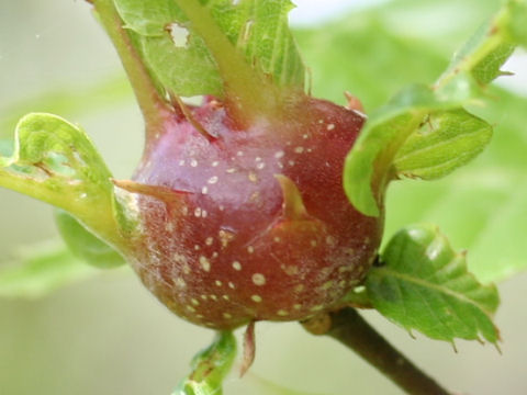 Castanea crenata