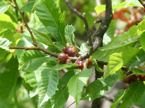 Castanea crenata