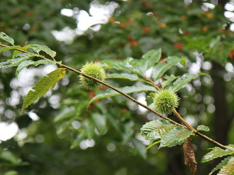 Castanea crenata