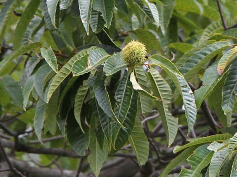 Castanea crenata