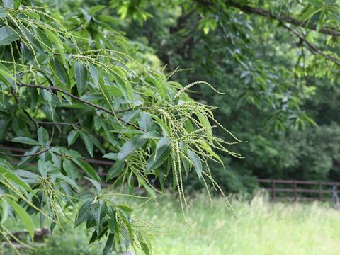 Castanea crenata