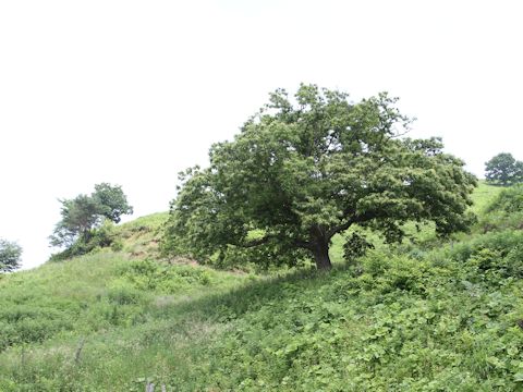 Castanea crenata