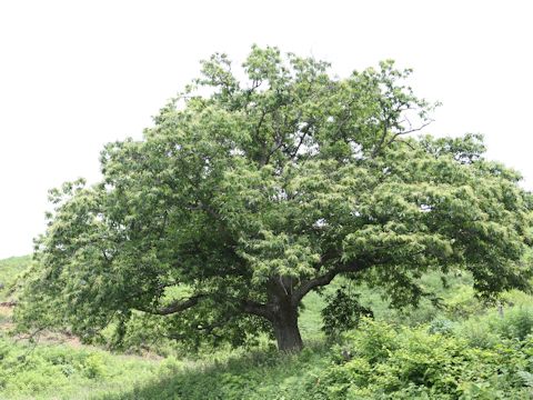 Castanea crenata