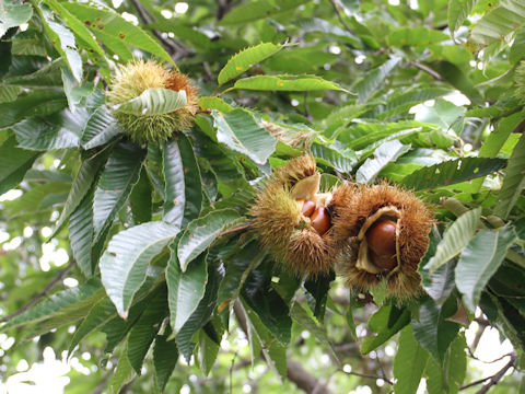 Castanea crenata