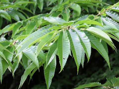 Castanea crenata