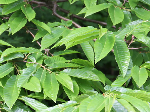 Castanea crenata