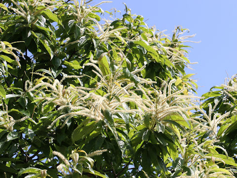 Castanea crenata