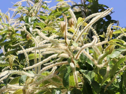 Castanea crenata