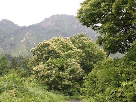 Castanea crenata