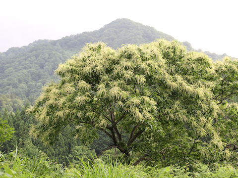 Castanea crenata