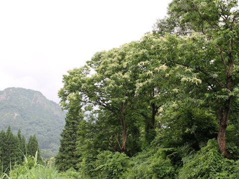 Castanea crenata