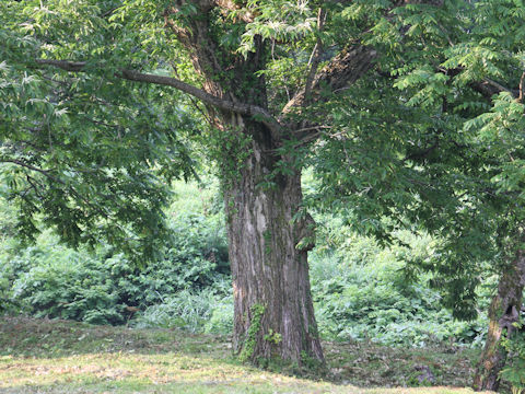 Castanea crenata