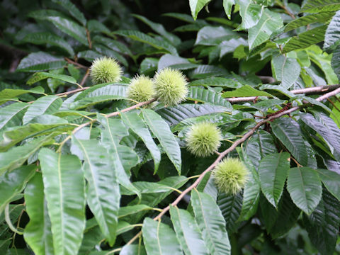 Castanea crenata