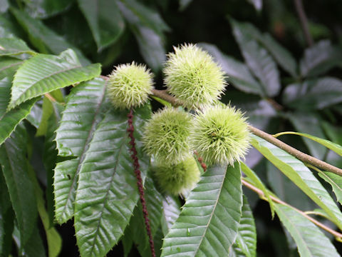 Castanea crenata