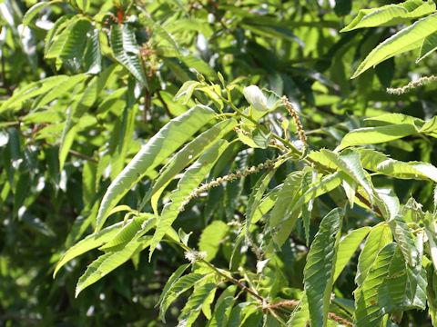 Castanea crenata