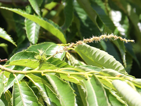 Castanea crenata