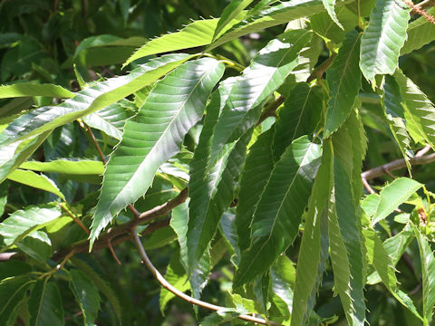 Castanea crenata