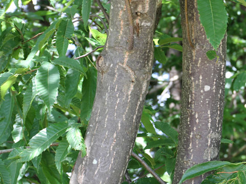 Castanea crenata