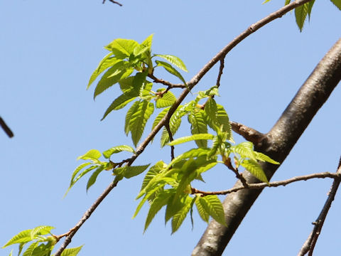 Castanea crenata