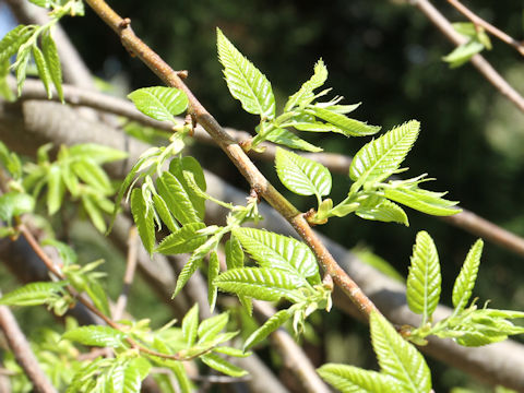 Castanea crenata