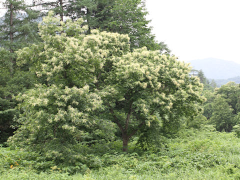 Castanea crenata