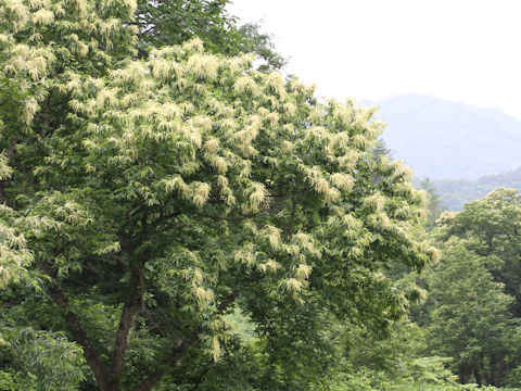 Castanea crenata