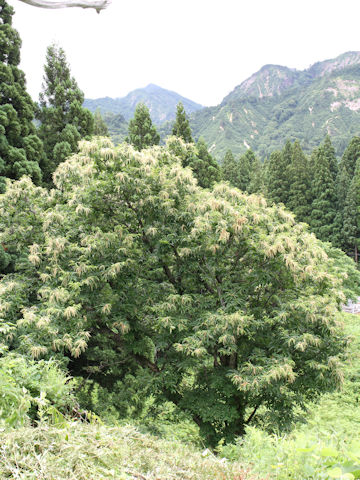 Castanea crenata