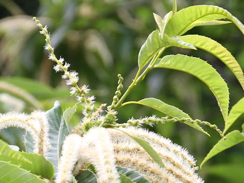 Castanea crenata