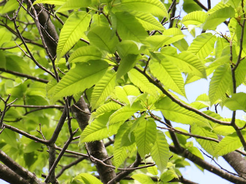 Castanea crenata