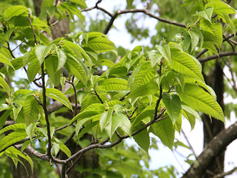 Castanea crenata