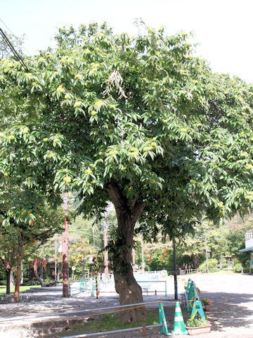 Castanea crenata