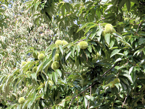 Castanea crenata