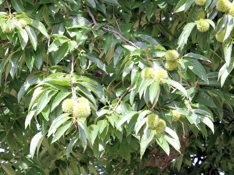 Castanea crenata