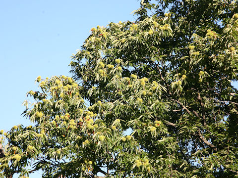 Castanea crenata