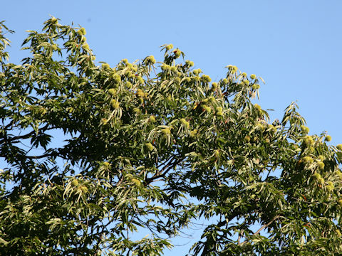 Castanea crenata