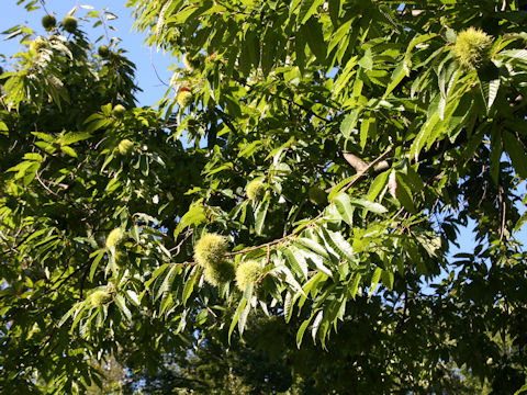 Castanea crenata