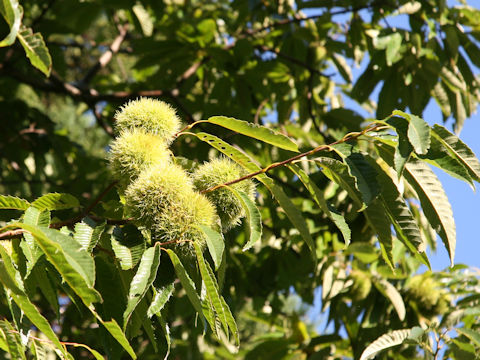 Castanea crenata