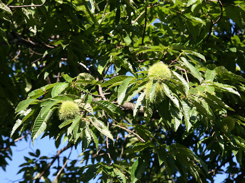 Castanea crenata