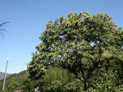 Castanea crenata