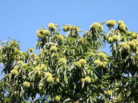 Castanea crenata