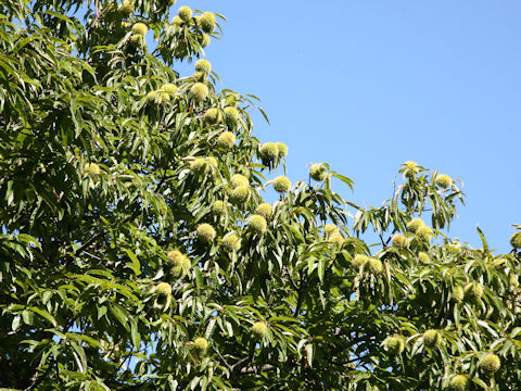 Castanea crenata