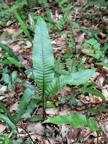 Neocheiropteris ensata